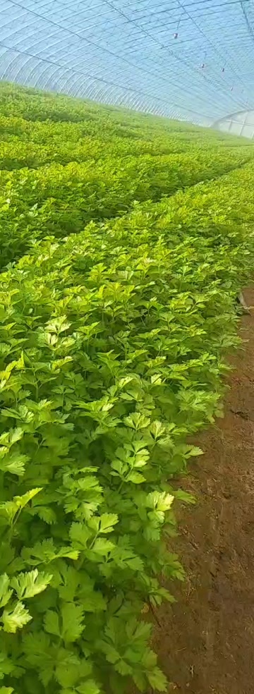 长春长春细根芹菜大量上市