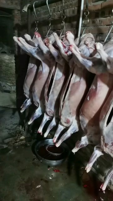周口现宰现发，精品羊桶子。量大从优，都是鲜货