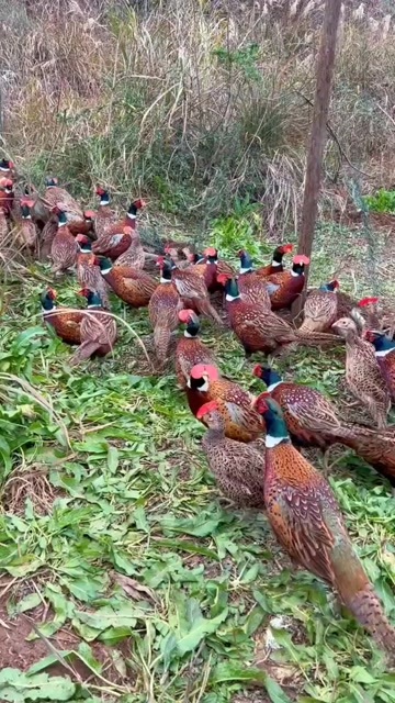 顺风包邮【七彩山鸡】大瑶山养殖成年山鸡青年山鸡即将下蛋山鸡