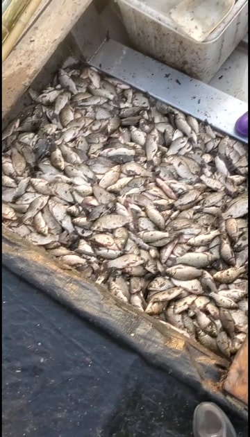 微山县微山湖鲫鱼