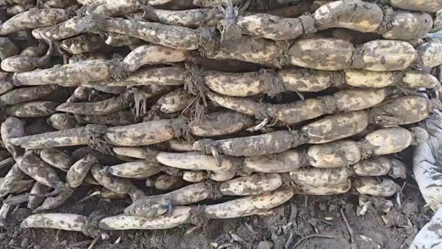 曹县山东大白莲藕，百亩基地，货源充足。服务好，按照需要配货
