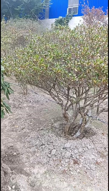 资源县映山红，又名杜鹃，庭院景观绿植，花园，绿化