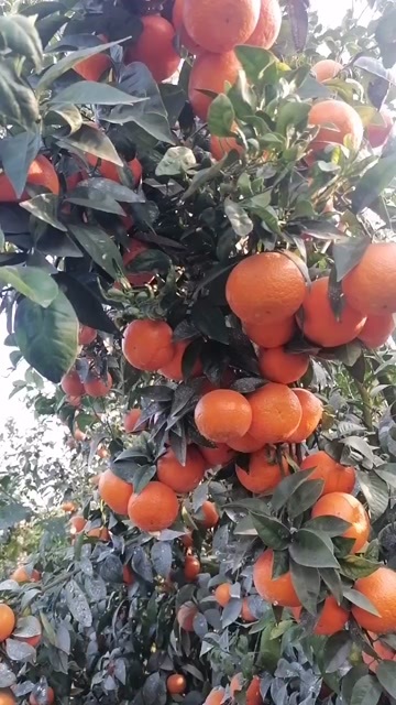 隆安县中国沃柑看广西，叮当千亩沃柑果园比橙子更好剥、比橘子更好吃！