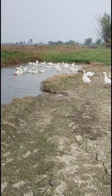 吴川市白鹅