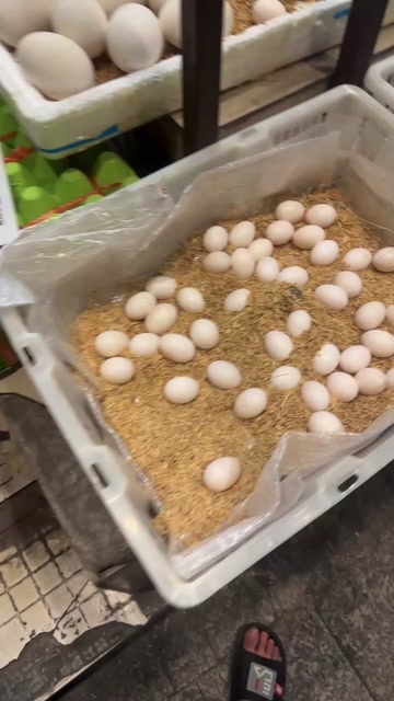 广州鸽子蛋