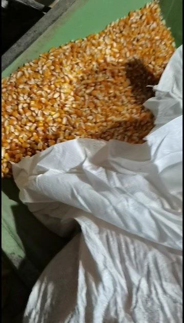 南宁自然干玉米粒，简单过风过筛