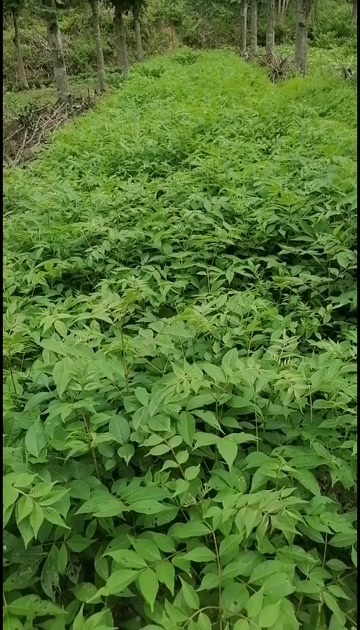 城固县川黄柏苗比同类其它长的快皮厚药用价值高易成活