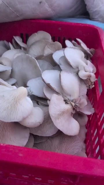 聊城东昌府区新鲜平菇 当日采摘发货 山东聊城直供平菇批发零售