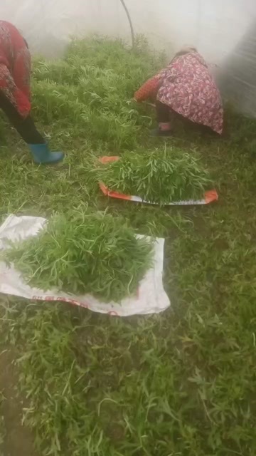 泗阳县江苏省市新鲜藜蒿直发 产地直销新鲜芦蒿直接批发