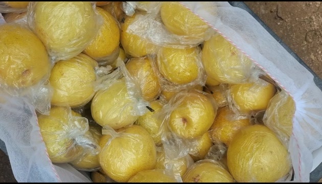 昌黎县昌黎县正明山蜜梨大量上市，质量一流脆甜可口，果面金黄色。