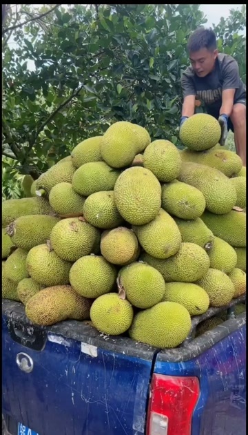 海口海南菠萝蜜当季新鲜水果包邮黄肉波罗菠萝蜜一整个水果整箱红肉