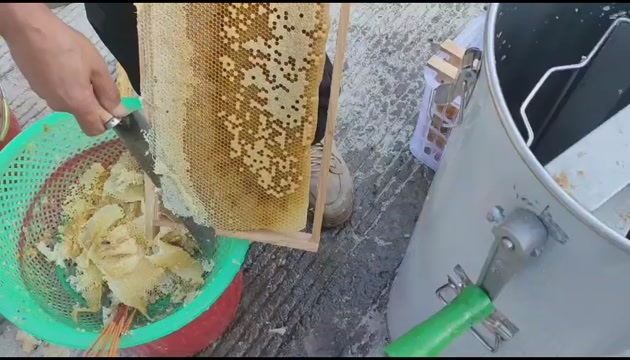 汕头鸭脚木蜜