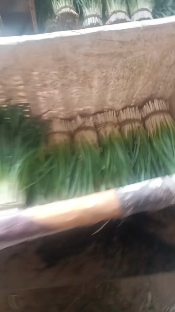 昌乐县韭菜大量上市好货进行中价格不贵，货源充足，产地直发