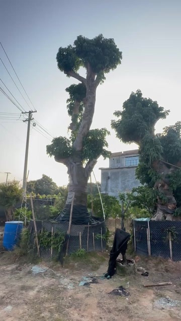 灵山县灵山百年荔枝大树、品类齐全、产地直发