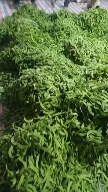 横州市荷兰豆大量供应