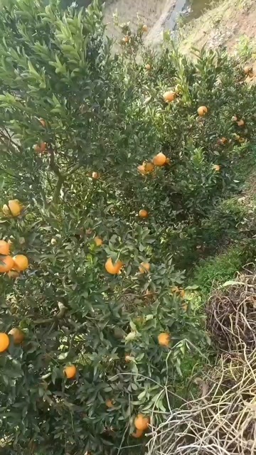 现货四川不知火丑橘纸箱装