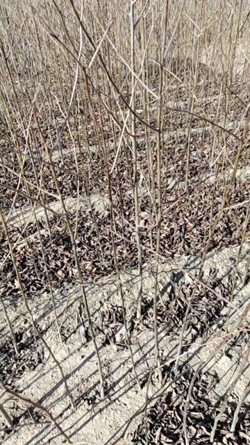 软枣苗  黑枣苗  君迁子苗  一年生