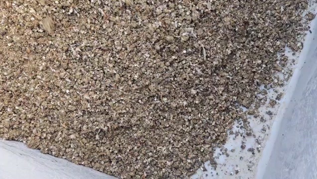 贺州纯鸡屎。谷壳鸡屎