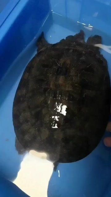 仿黑花