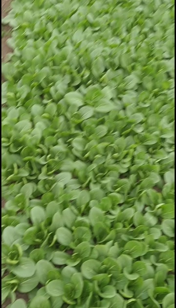 河南周口 上海青新鲜直达 沈丘县现采蔬菜 快速发货 品质新鲜