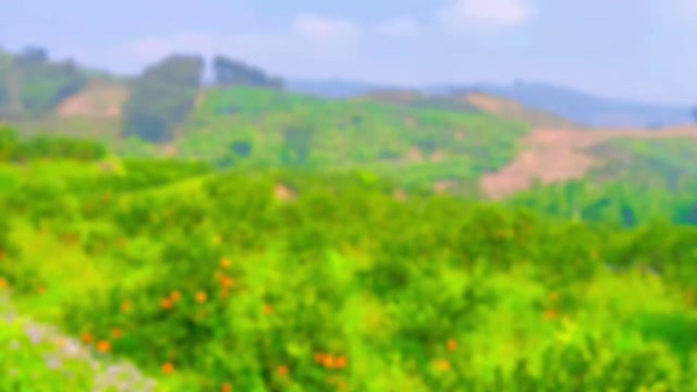 云南高山冰糖橙