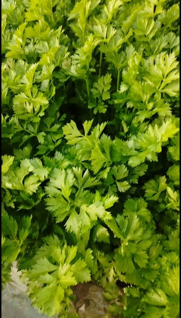 夏邑县暖棚西芹