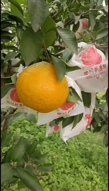 资阳耙耙柑