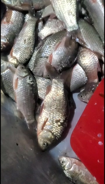 微山县微山湖鲫鱼