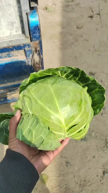 各种蔬菜全部掉价