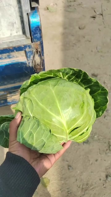 邯郸各种蔬菜全部掉价