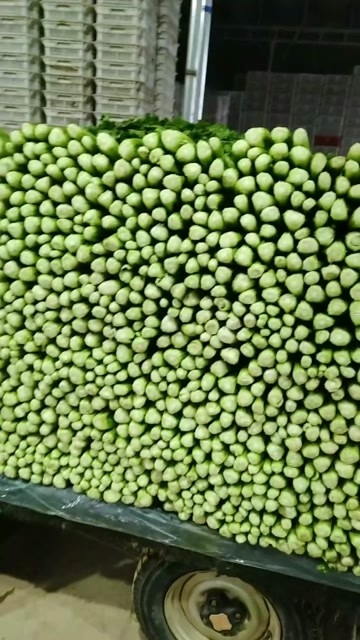 邯郸精品中颗芹菜价格不高大量有货产地直发