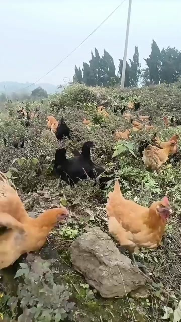 重庆市土鸡
