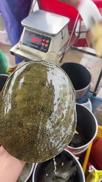 青黄背外塘甲鱼1-1.5斤活体鲜活食用新鲜小甲鱼王八中华老鳖