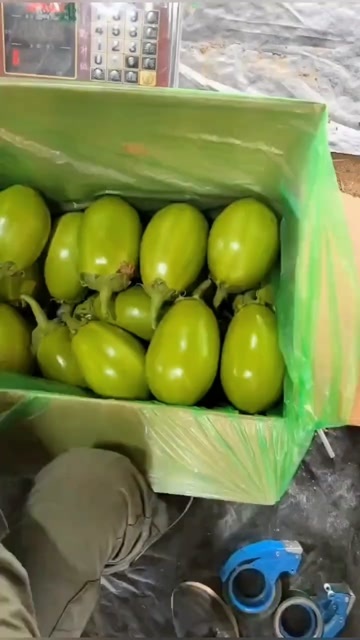 随州精品青茄，每天可供应