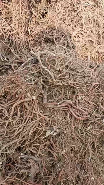 沂水县沂蒙山丹参