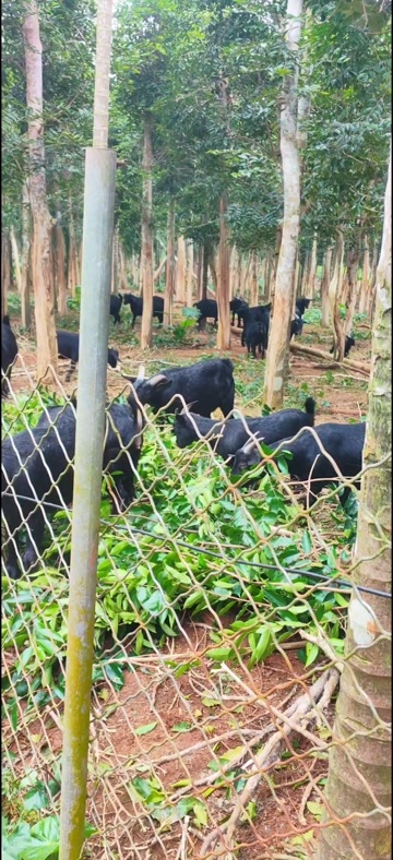 琼海市常年在沈香树林下养殖的黑山羊，肉质鲜美、带有独特的香味。