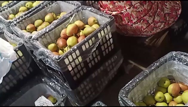万荣县红香酥梨在热销中