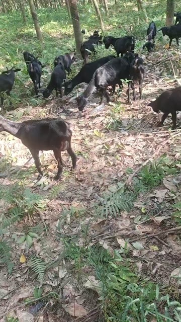 白沙县海南黑山羊