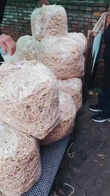 自贡新鲜鱼腥草来自四川省自贡市贡井区蔬菜野菜特菜农户直供