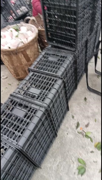 四川自贡荣县留佳镇优质桔子基地，耙耙柑大量上市
