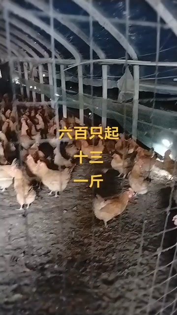 南京淮南王土鸡均重4斤半金黄油二百多天