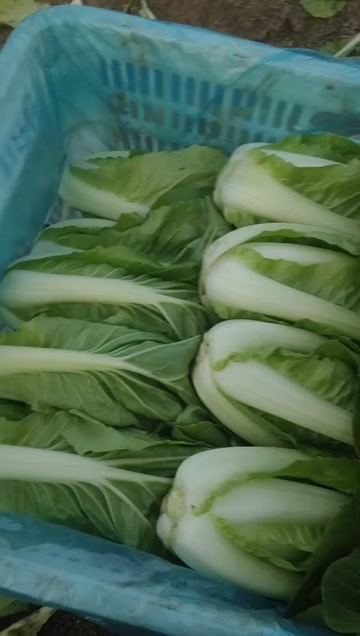 毛白菜   杭白菜