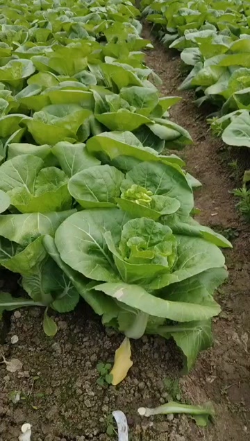 毛白菜   杭白菜