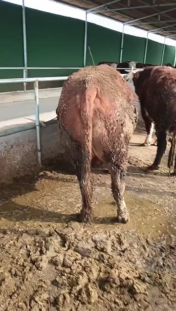商河县西门塔尔牛肉牛