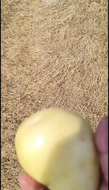 黄心土豆