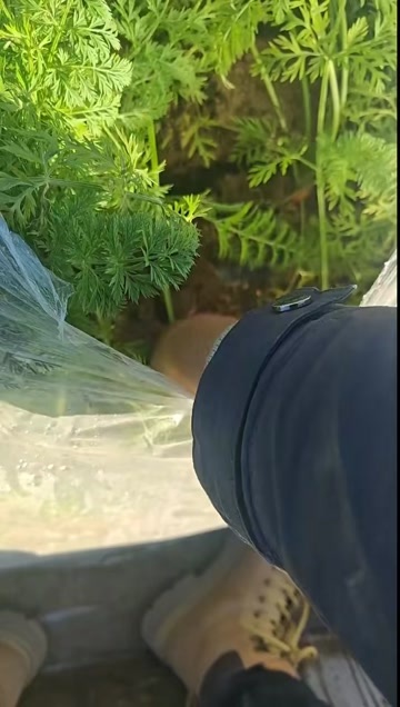 太康县胡萝卜
