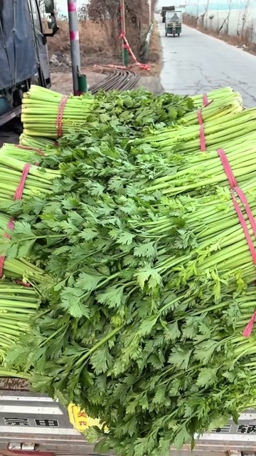 太康县芹菜
