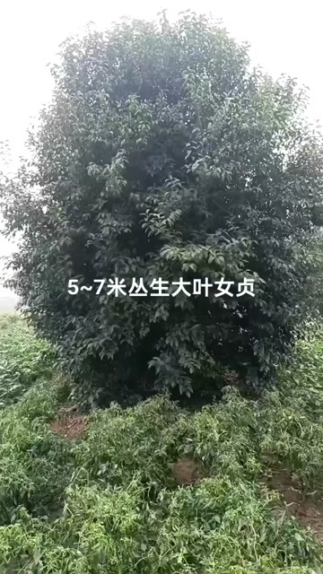 丛生大叶女贞高2-3-4-5-6-7米，基地直销