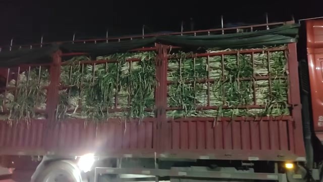 新野县大葱，铁杆大葱，保证品质，支持验货
