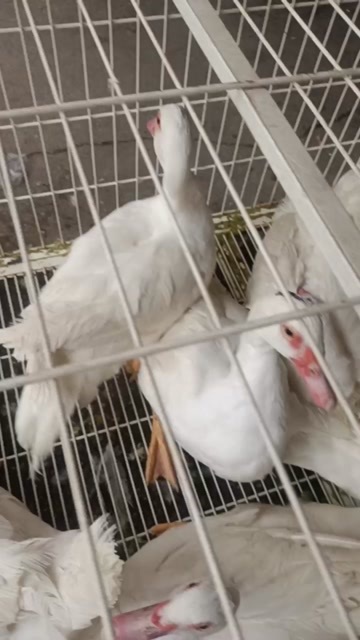 阳新县番鸭